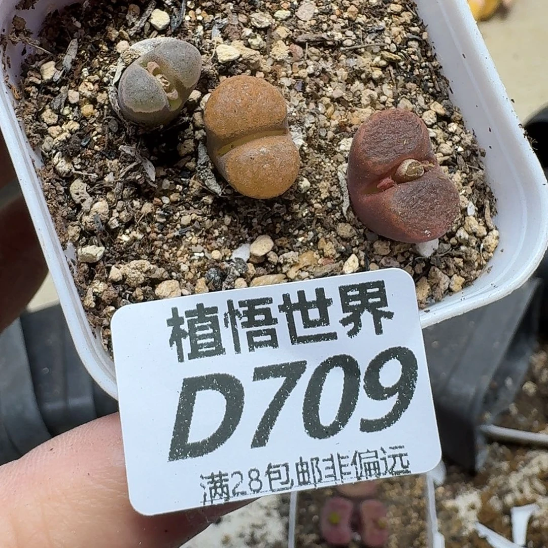 多肉植物的润泽fgb