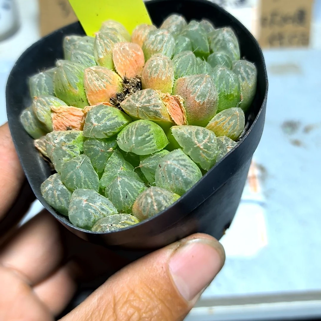 满6元包邮，65号玉露2/4头