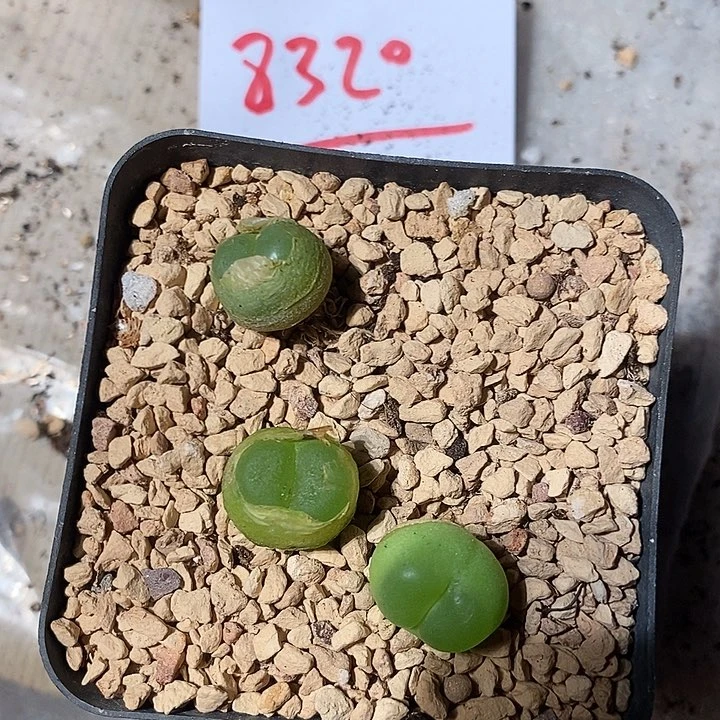 8320 一组。拉登。1.4。1.5。1.5。