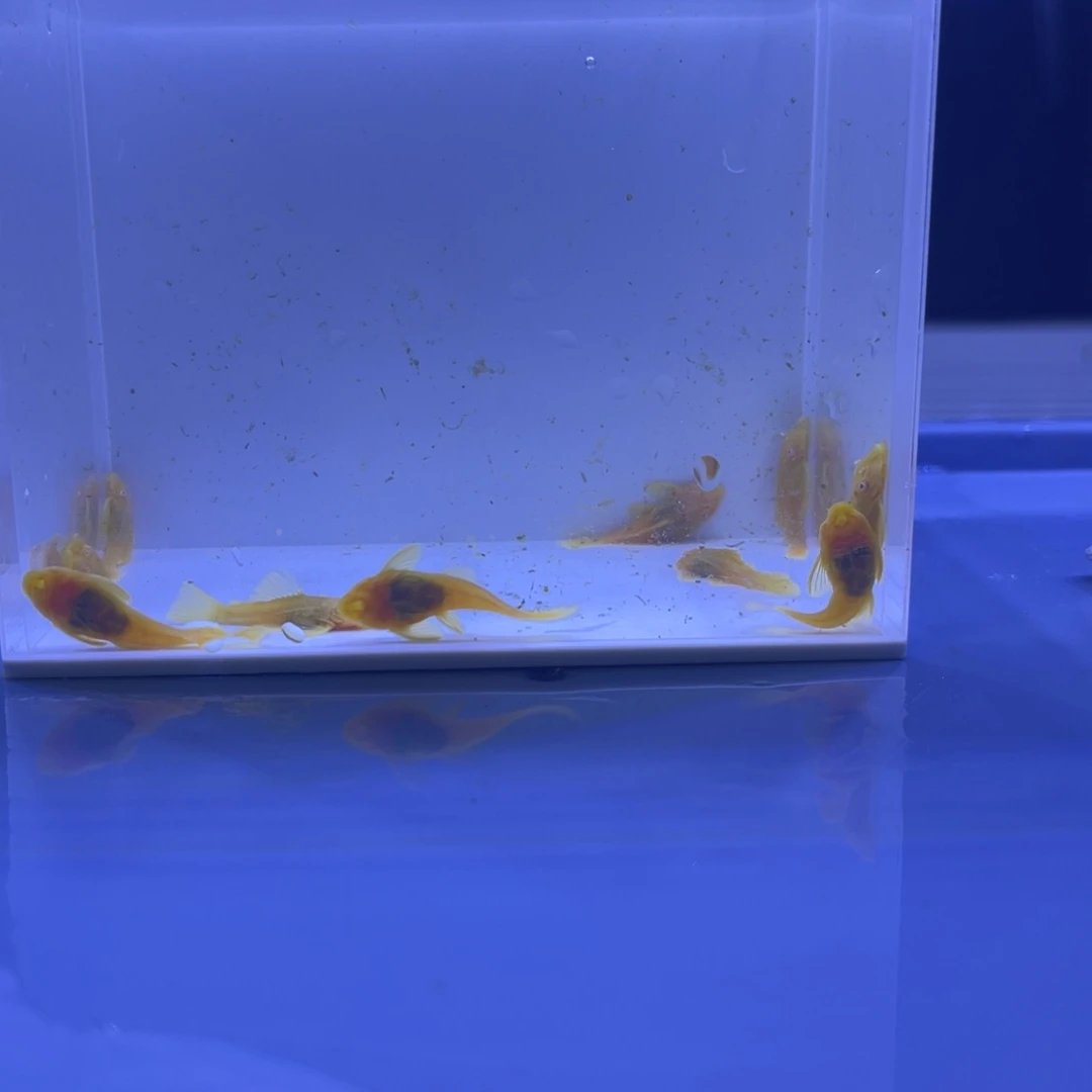 孔雀鱼胡子十条开箱视频报损