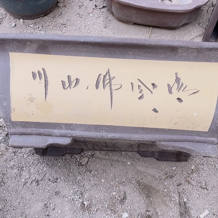 紫砂40黄马槽倨傲海洋食品