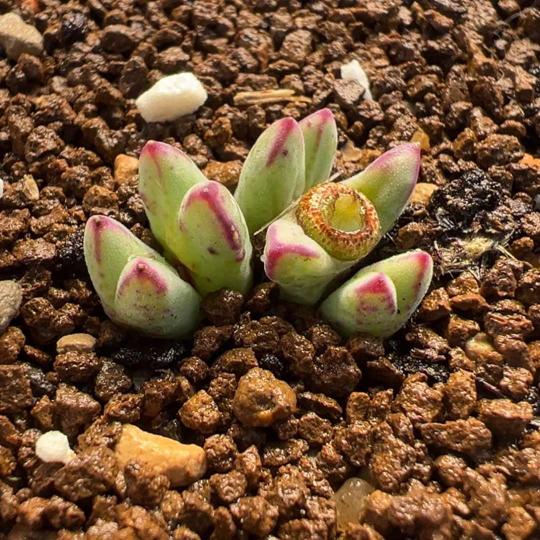 014多肉植物种类多样