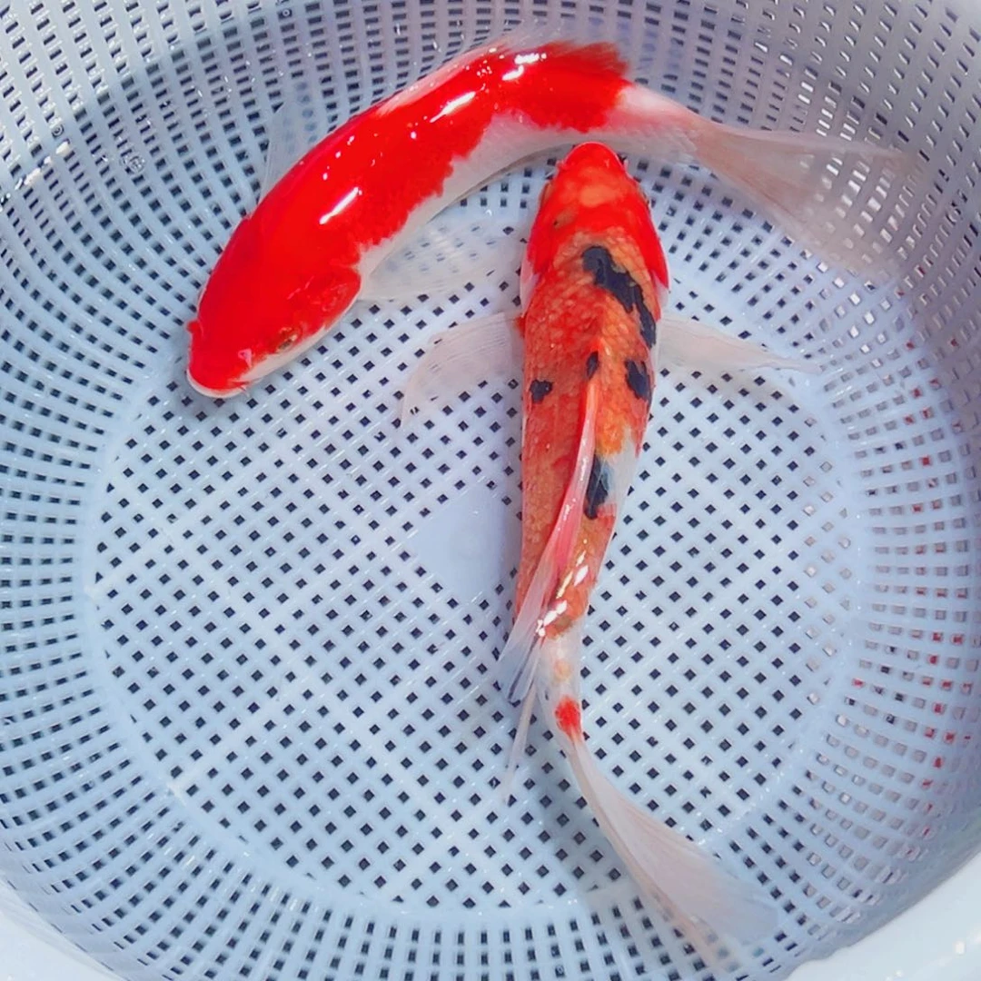锦鲤锦鲤观赏鱼1111