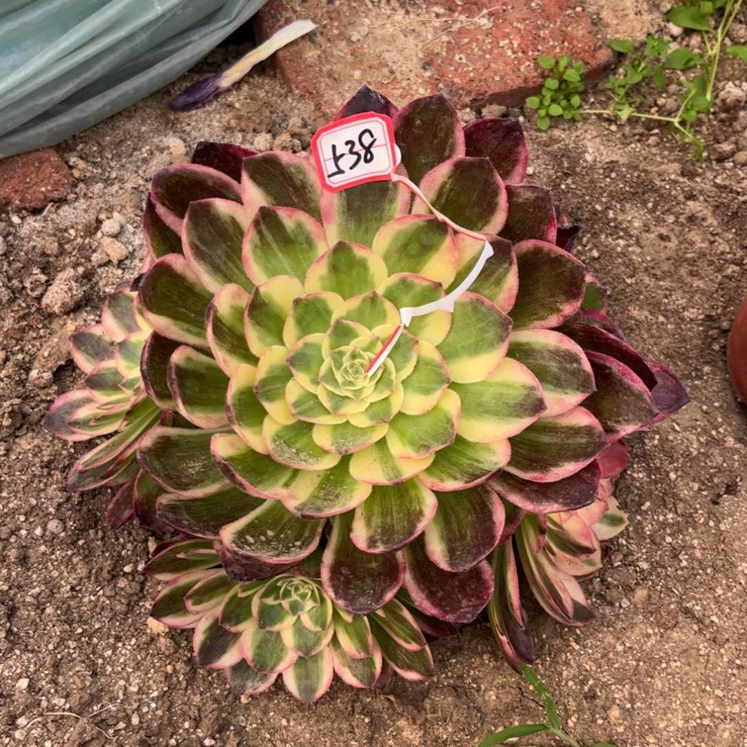 538多肉植物海王