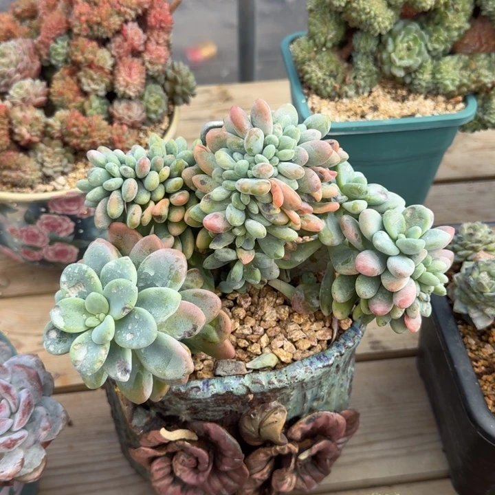 多肉植物洛神树缀