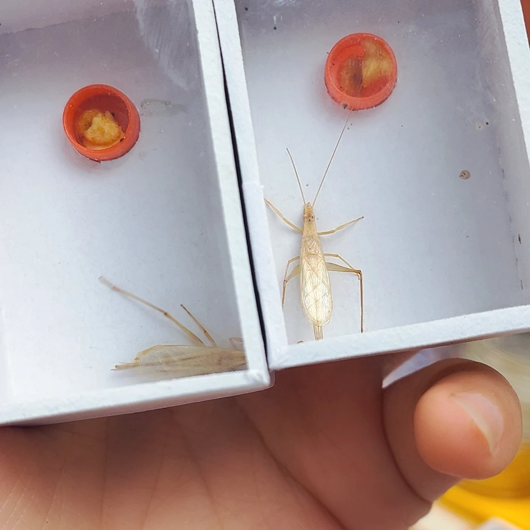 短须柬竹3条哈哈哈