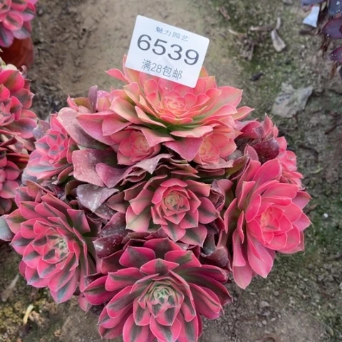 香妃多肉多肉6539