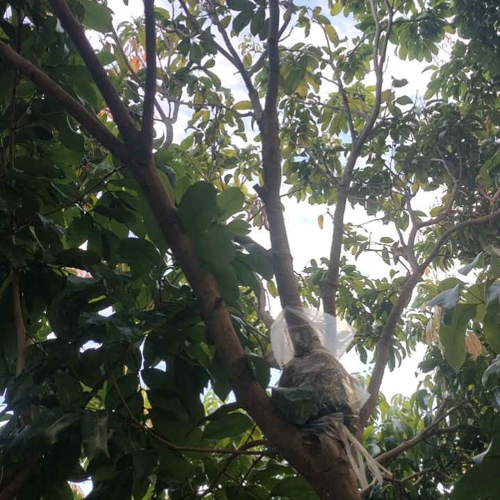 仙进奉荔枝高压苗