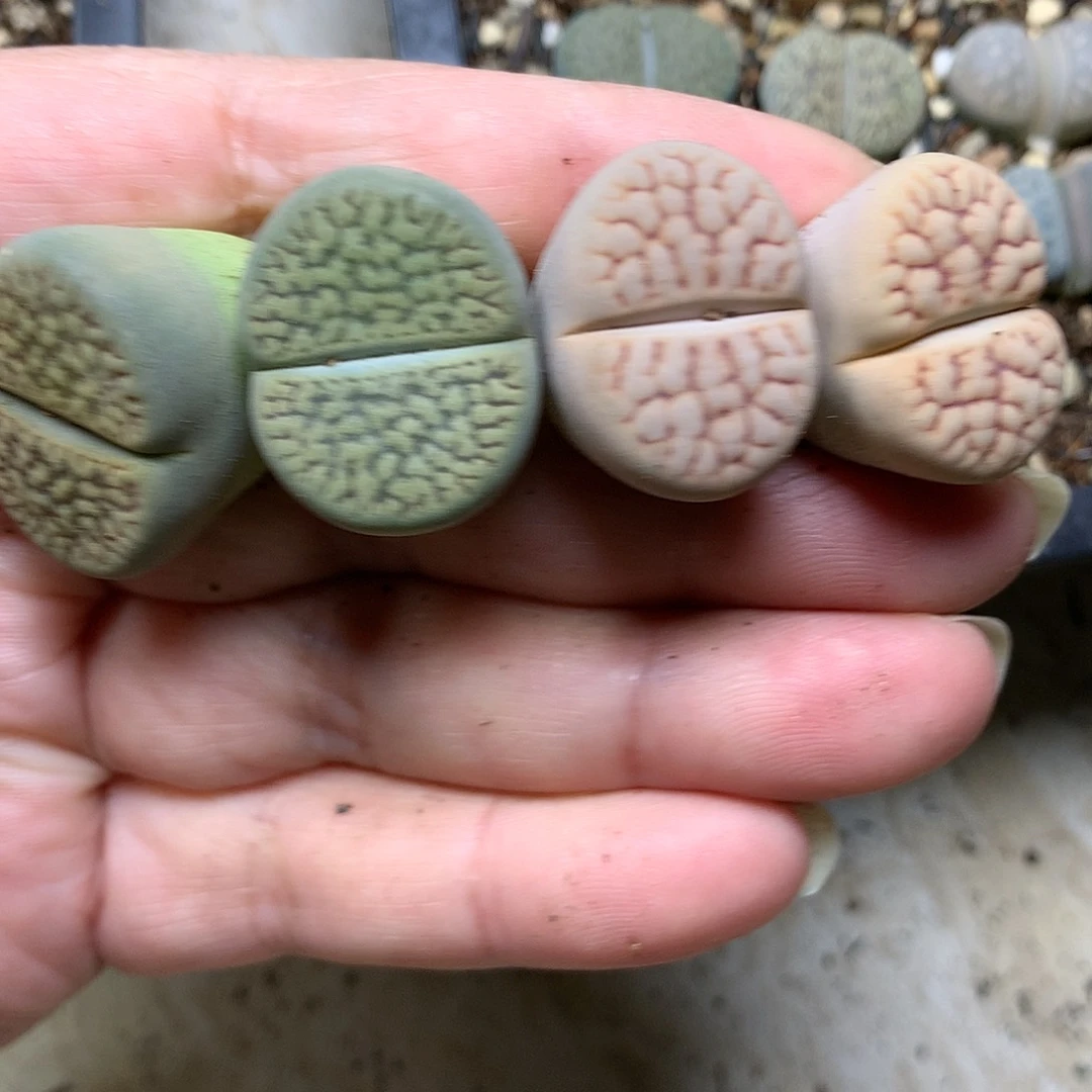 K*kD79多肉植物保护