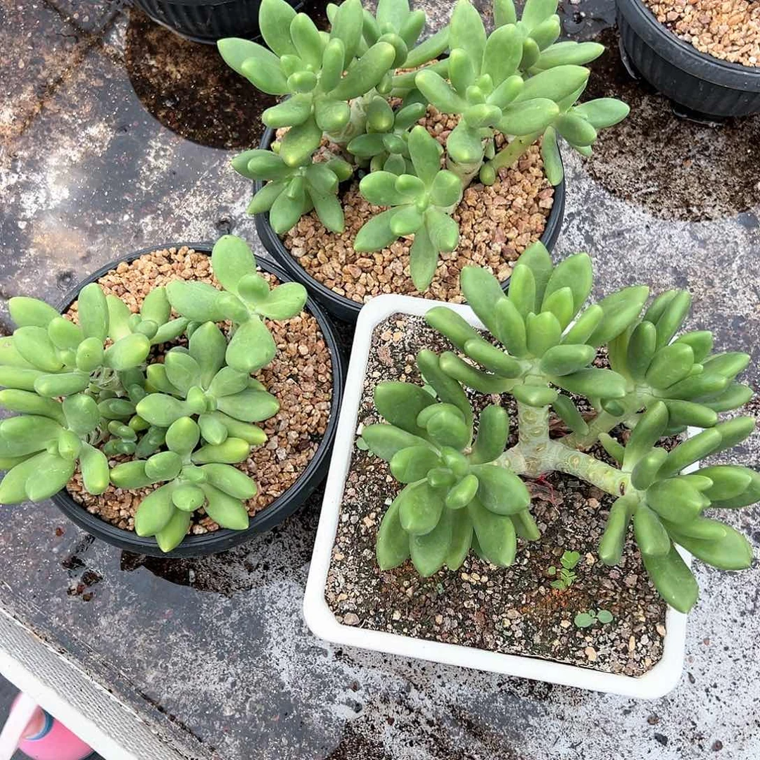 【闪购商品】三个芒果奶