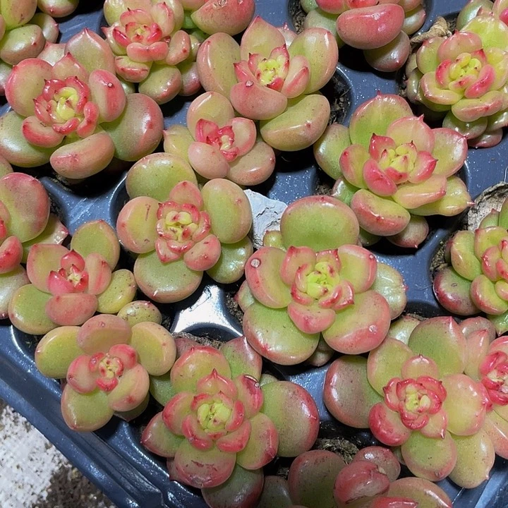 小苹果花1元带土发