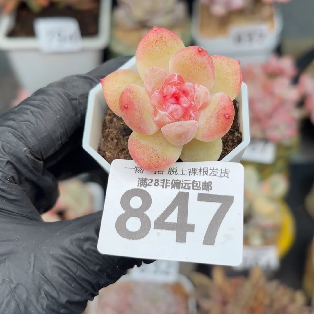 碧焰带崽无盆土发货