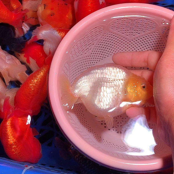 金鱼开箱视频包损