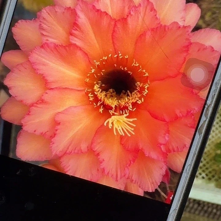 杰作侧芽5公分左右毛花柱