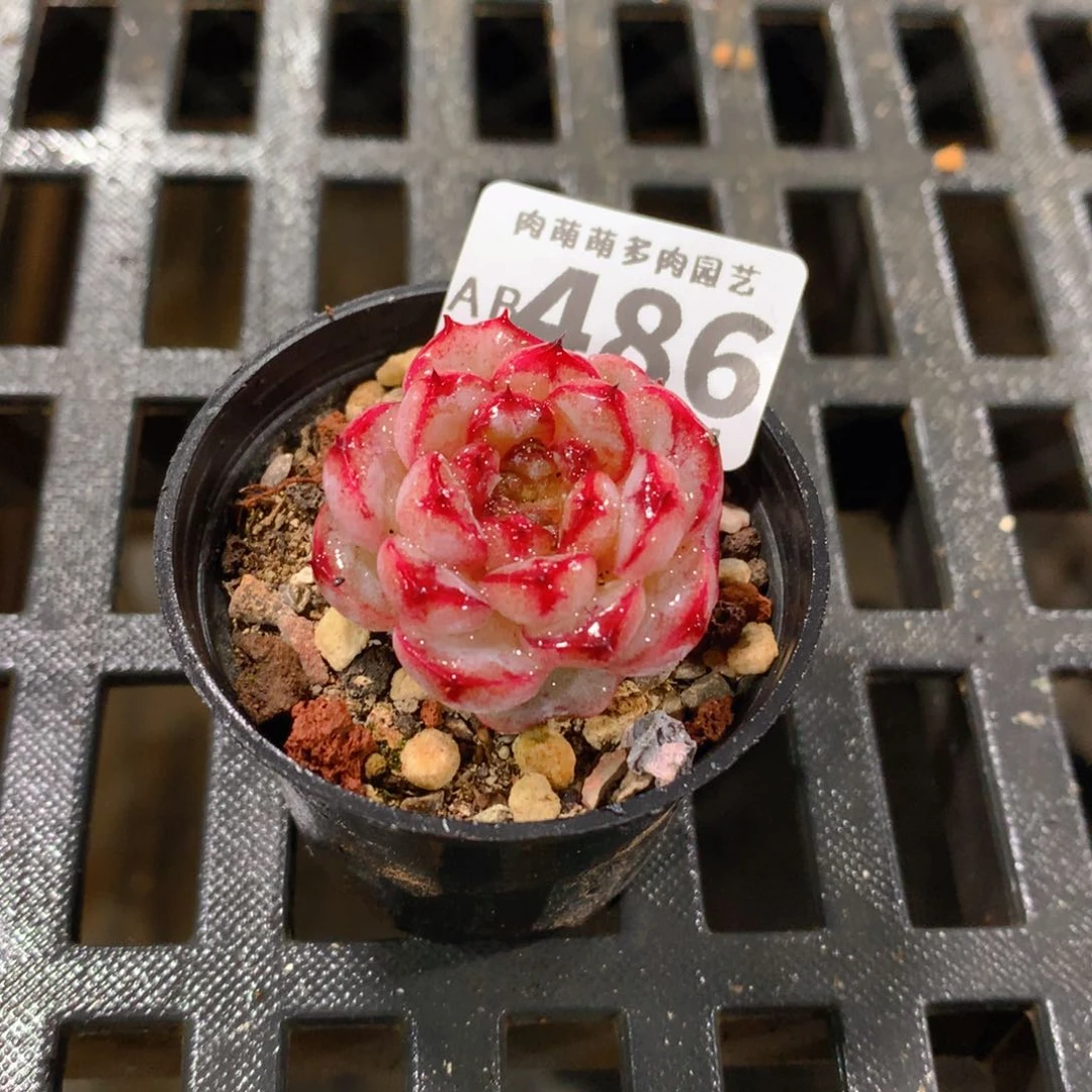 肉萌萌拇指盆精控多肉AB486