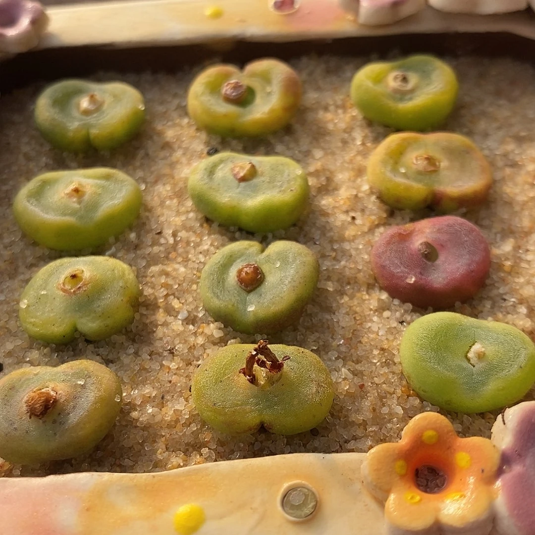 4年水晶鞋1颗。