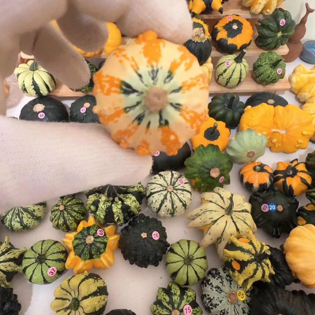 马****人墨西哥七彩葫芦青皮