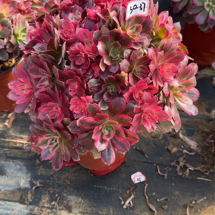 30-37男神多肉不包售后