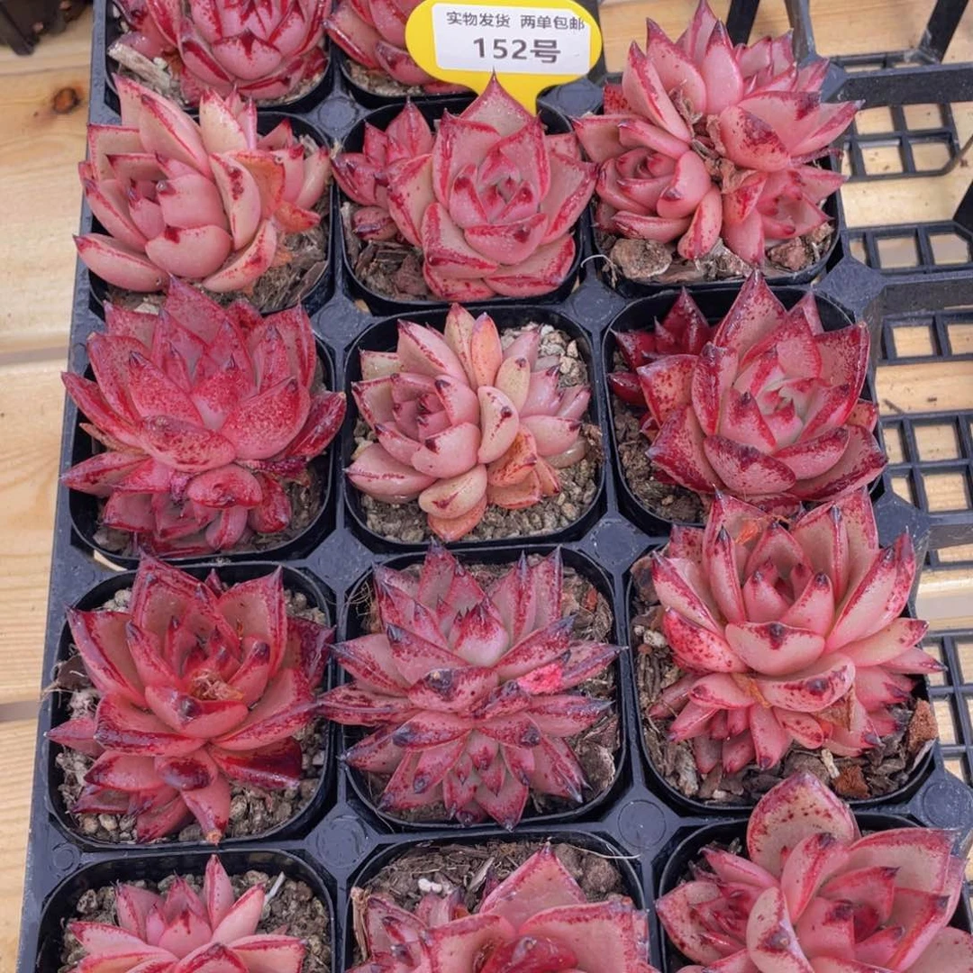 152号 全状态罗密欧双头起一个