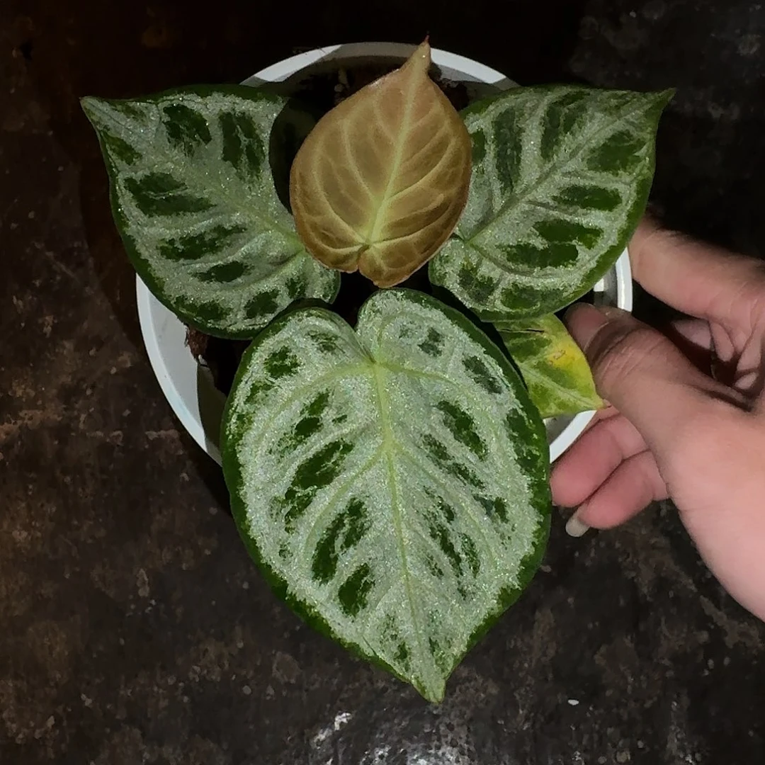 偷***懒不开花植物铜锣烧B31