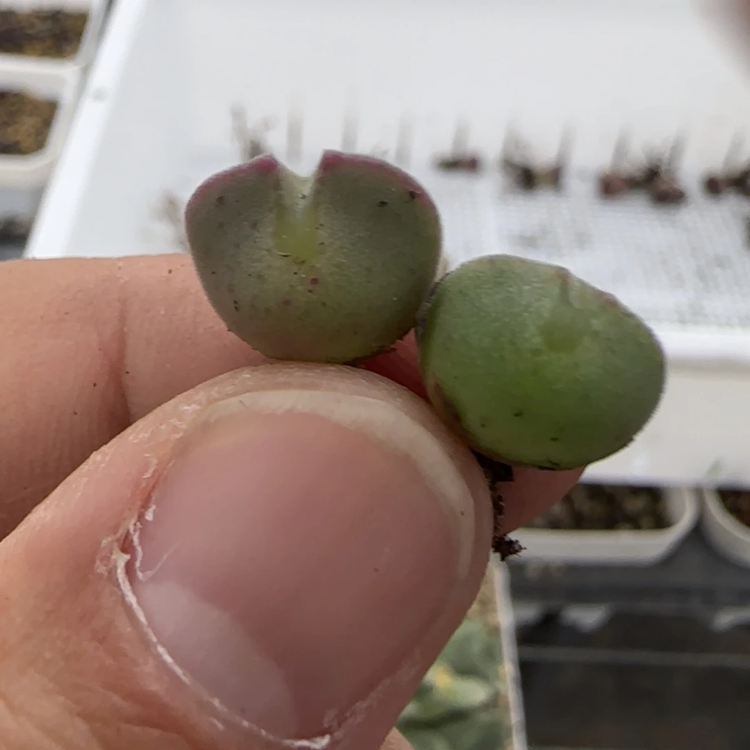 大眼睛两颗多肉植物