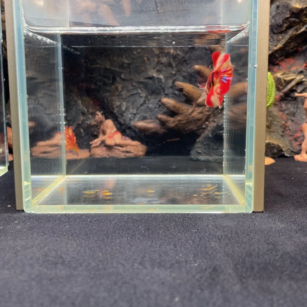 斗鱼十一月二日竞价