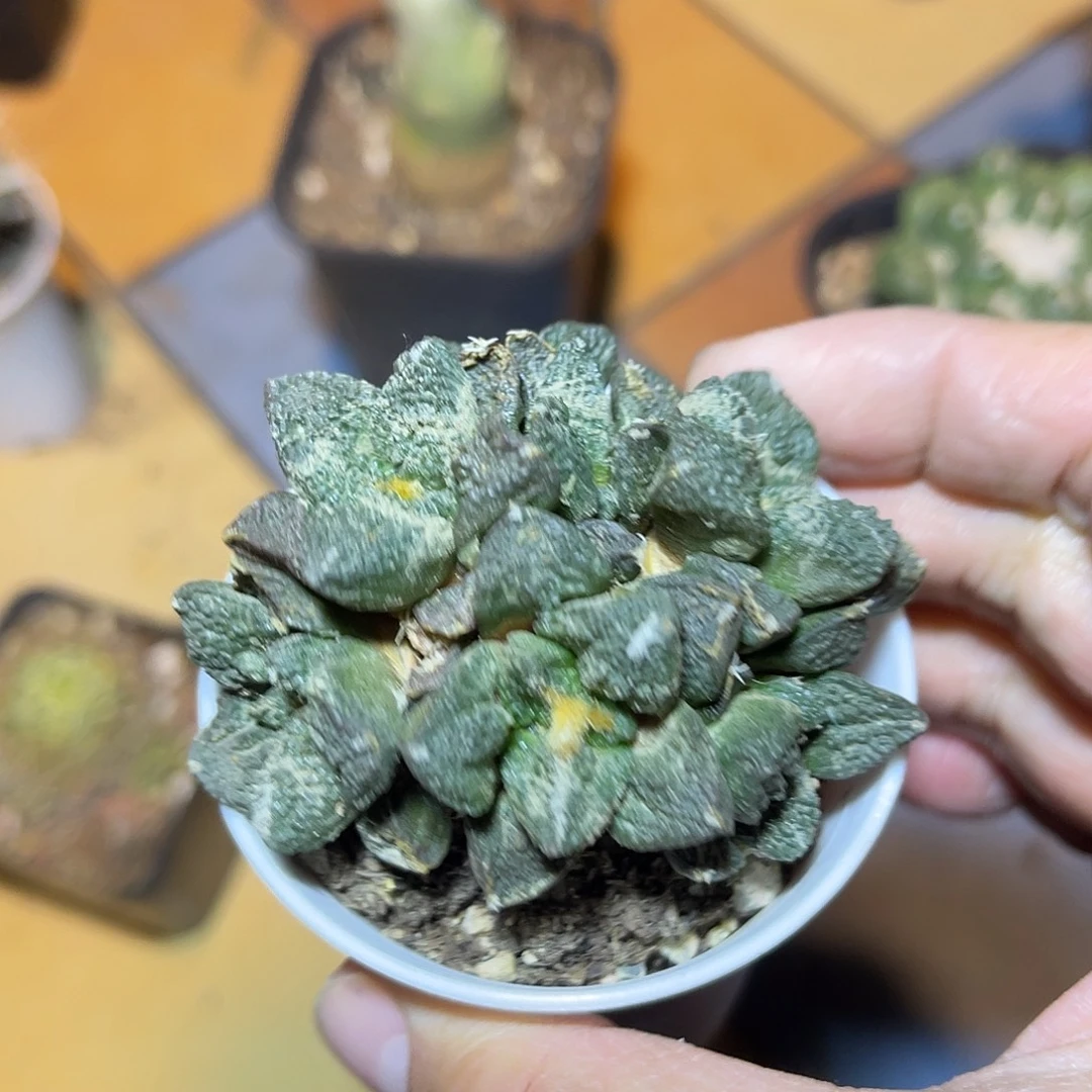 牡丹大群一物一拍六头