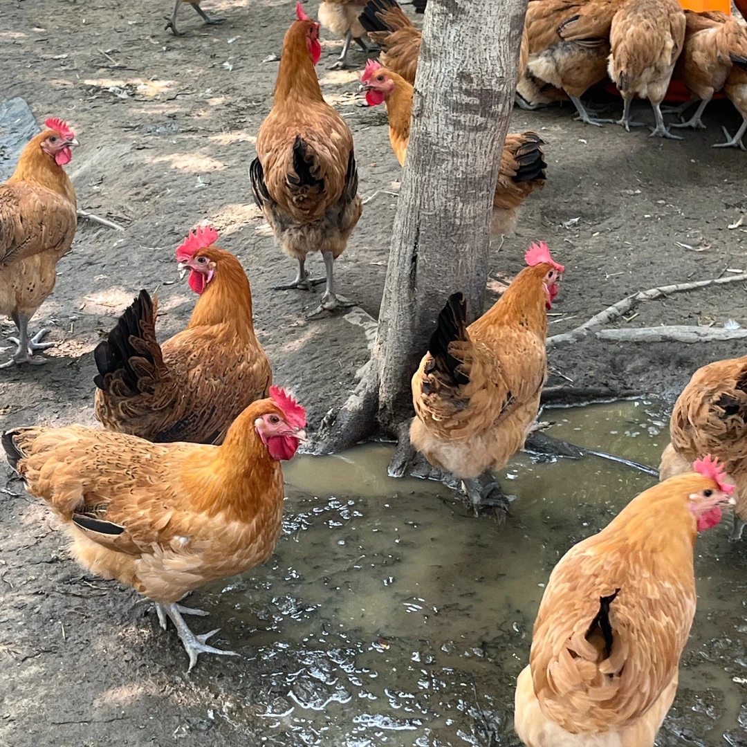 【宠物鸡】黑脚母鸡三只，跑山鸡走地鸡纯粮喂养180天高产，顺丰包邮