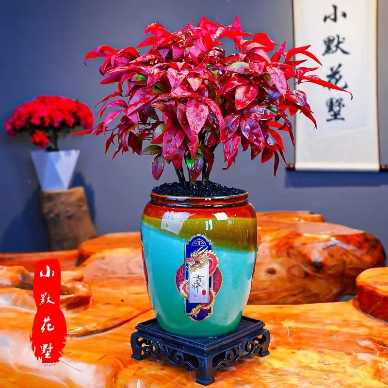 火焰南天竹老桩盆栽观叶盆景好养易活耐寒绿植书房茶桌禅意微景观