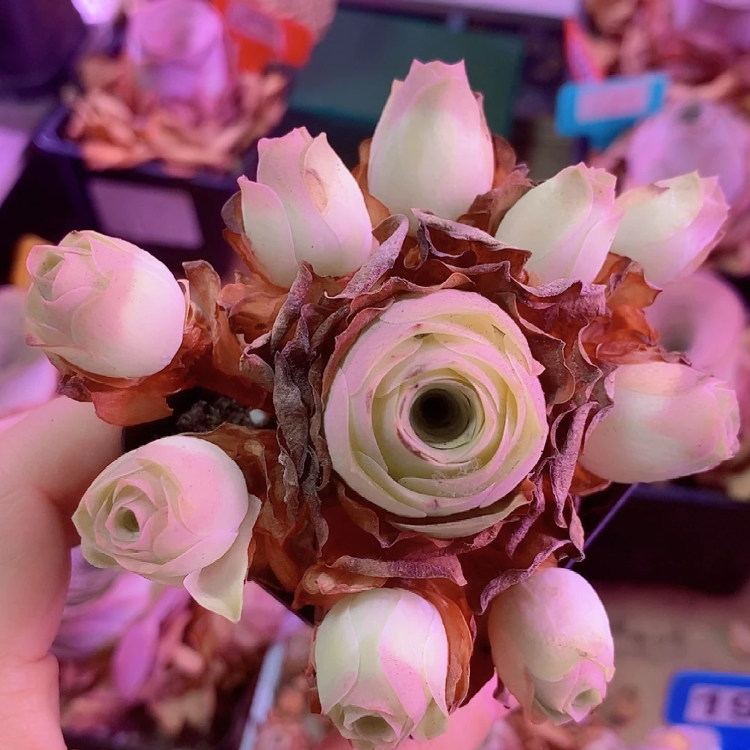 开播福利一物一拍002姝帕手捧