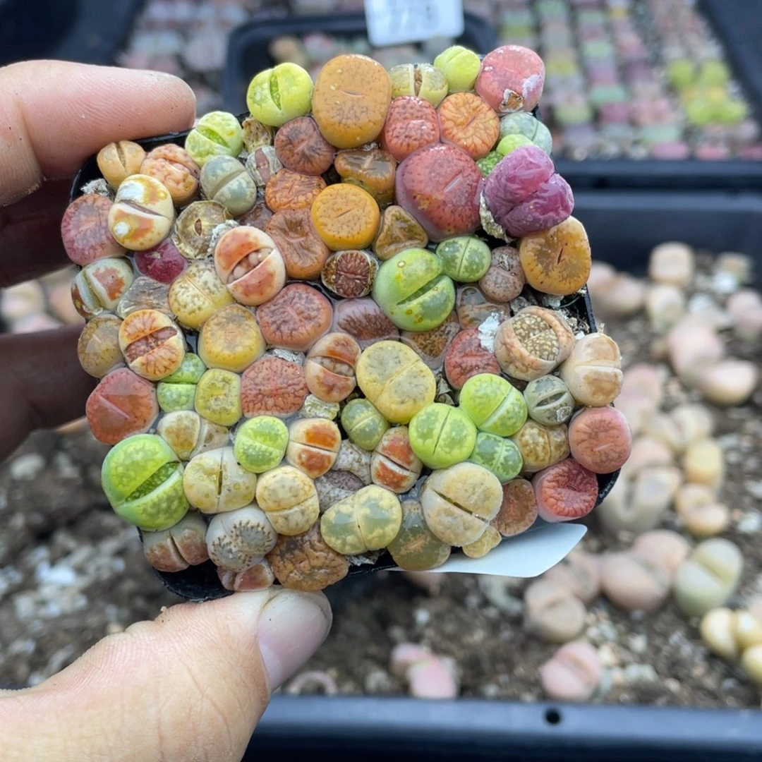 无铅玻璃0000000000780