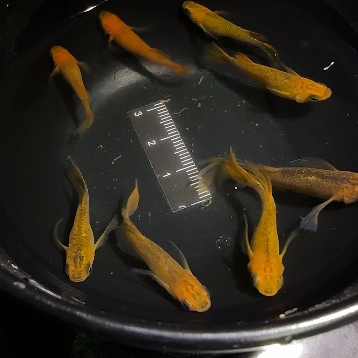 青鳉鱼一物一拍838