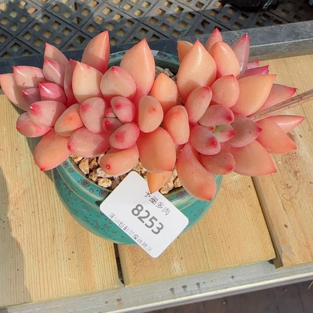 桃花源无砍，8253多肉植物