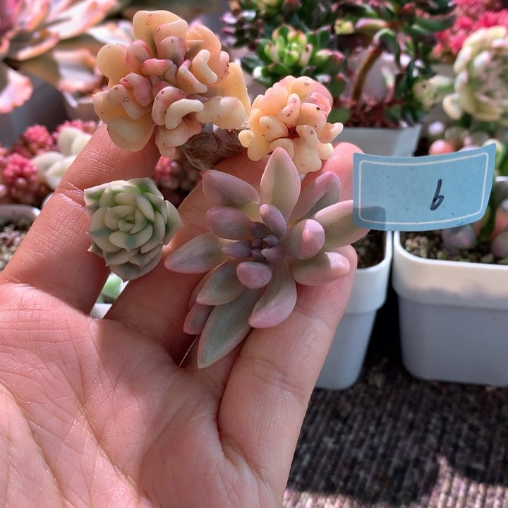 小福利不知名砍头三颗