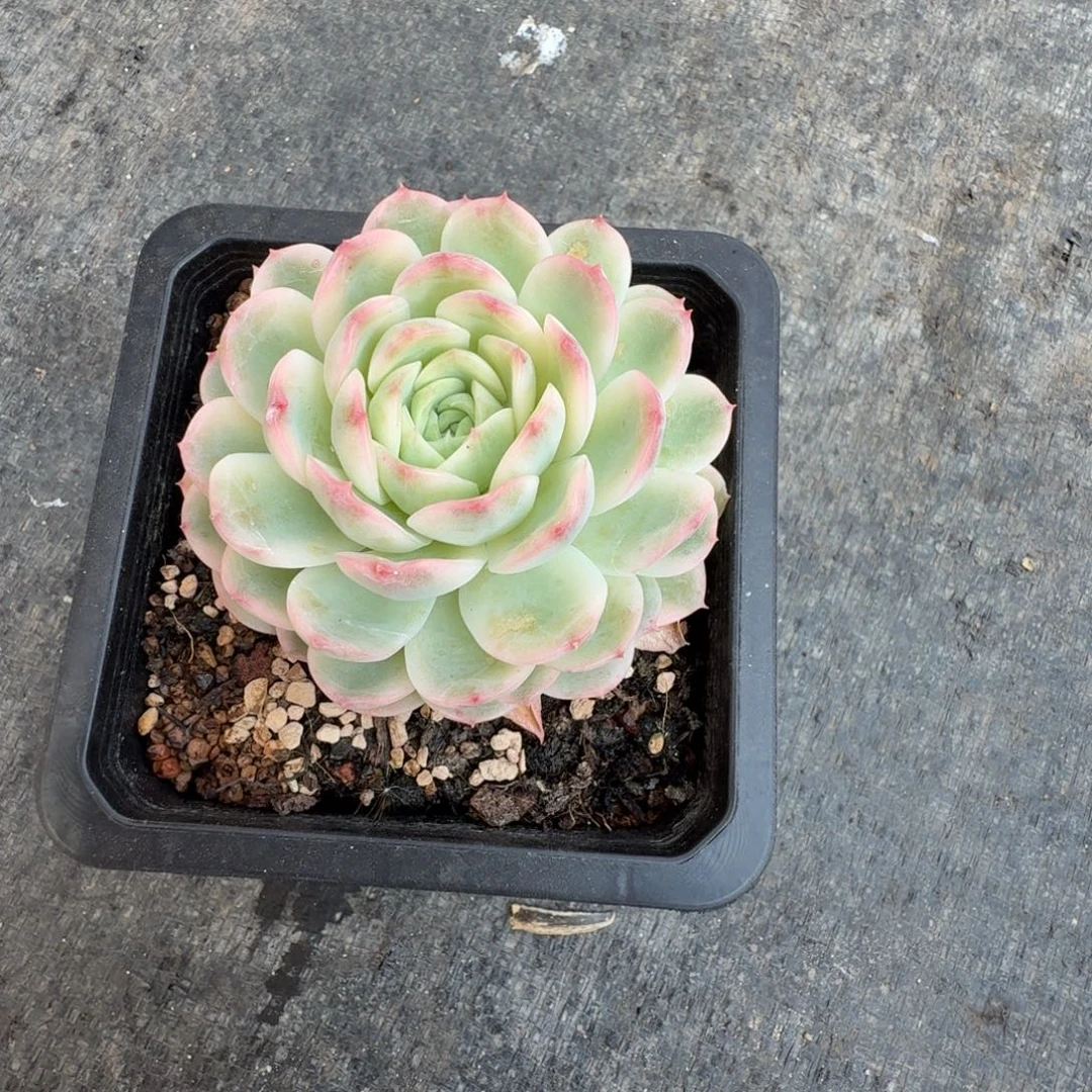 茉莉花 安吉园艺锦