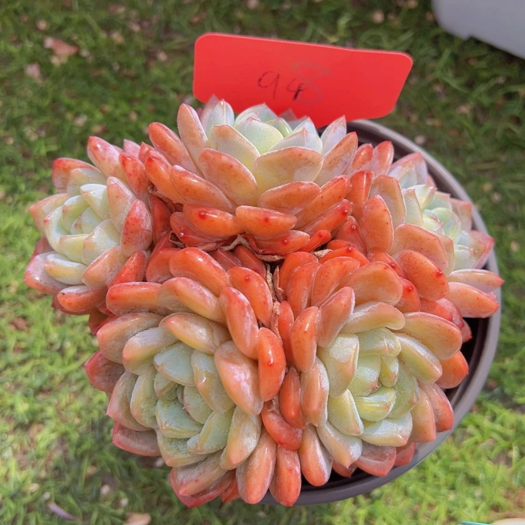 香玉的故事是一个人的故事吗