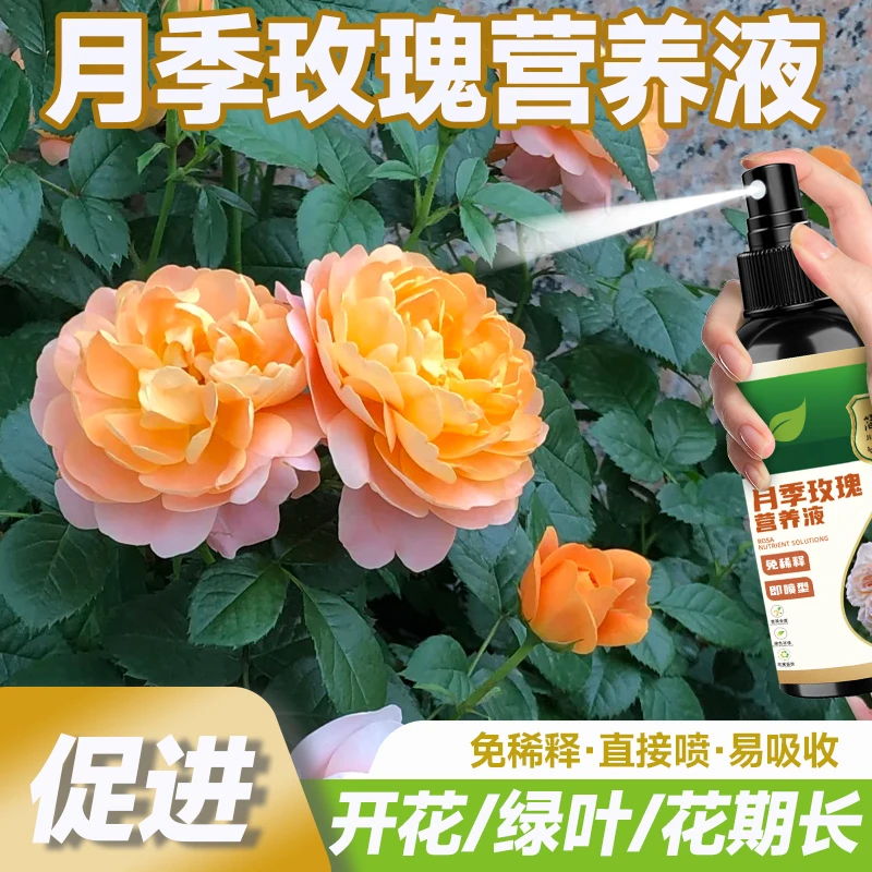 月季玫瑰专用营养液拯救黄叶掉花苞促苞催花发新芽壮根通用液体肥