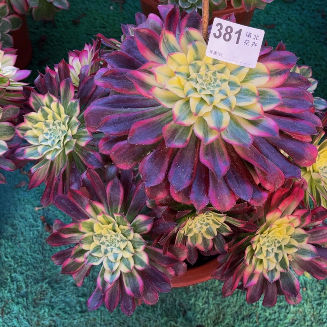 L**.多肉天和00000381