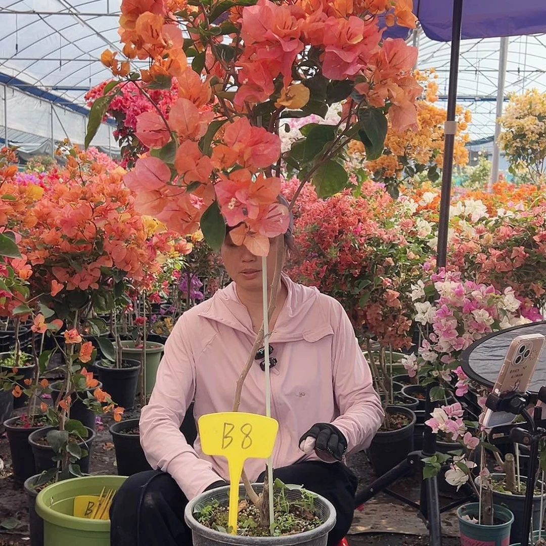 夏***沫大部分花苞少量开放B8阿达娜