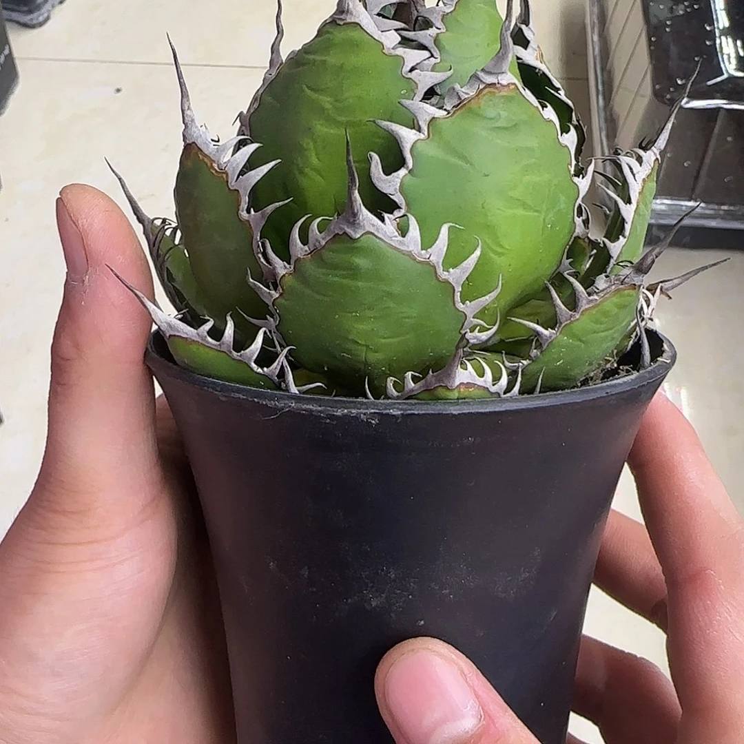 强曲霍利达龙舌兰11111111