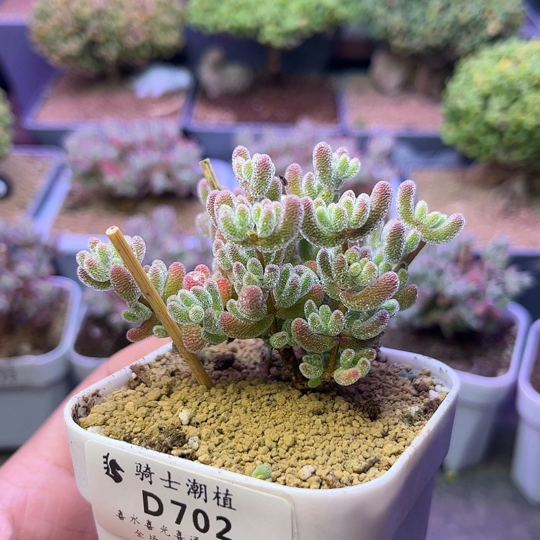 702优选冰晶枝干番杏