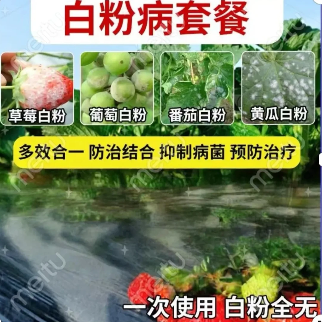 白粉专用组合快速脱粉枯草芽孢杆菌