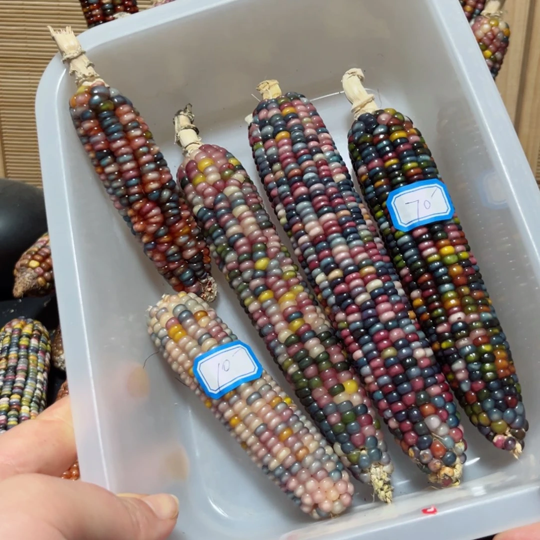 直播间七彩文玩玉米链接