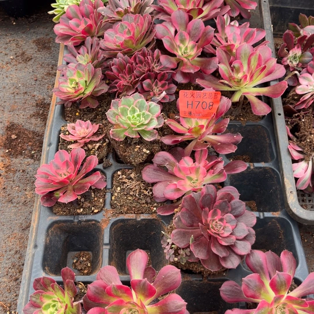 框拍708多肉植物法师