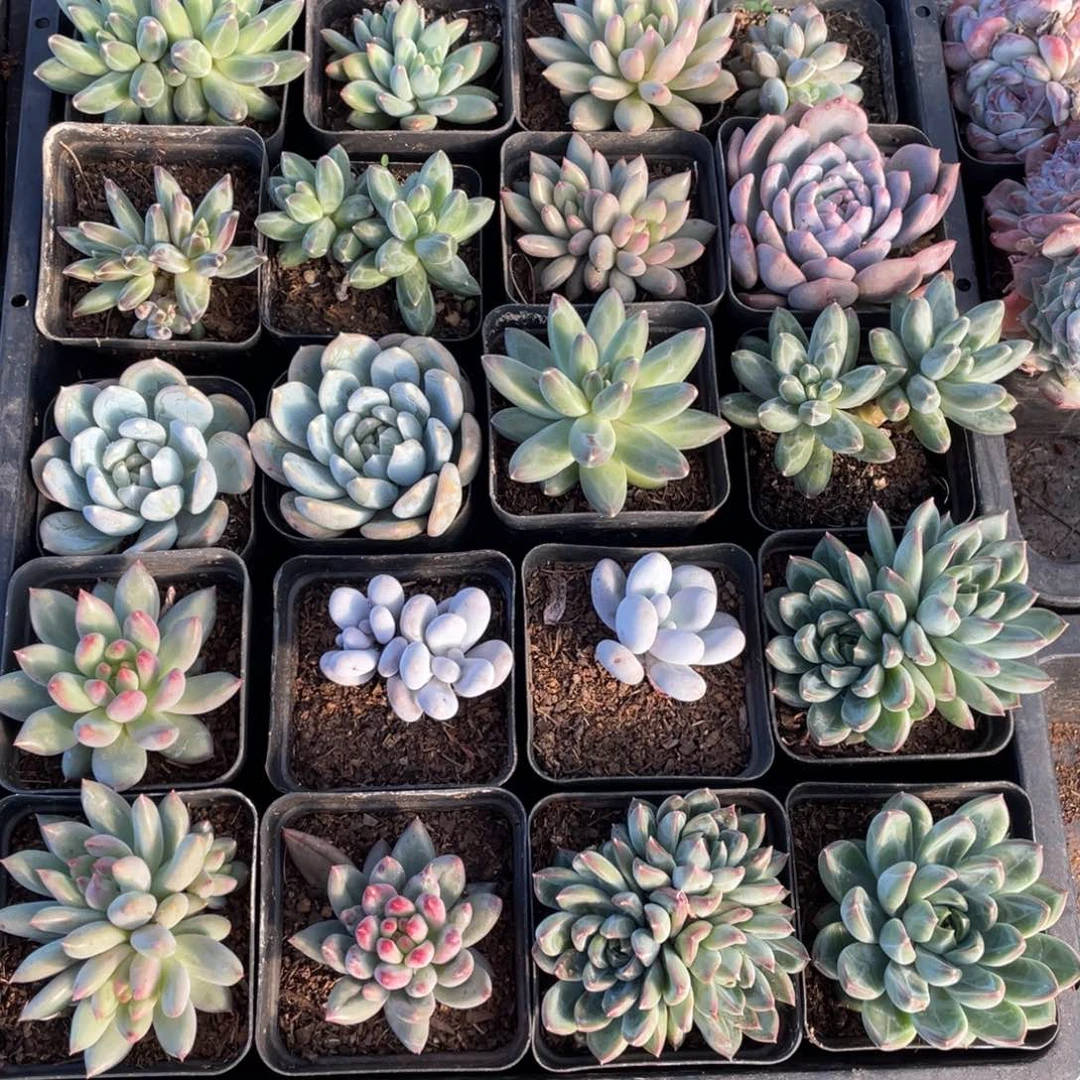 筐拍 一物一拍美人