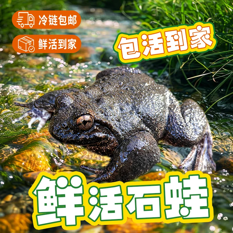 武夷山脉泉养生态石蛙石鳞棘胸蛙小孩妇女老人滋补