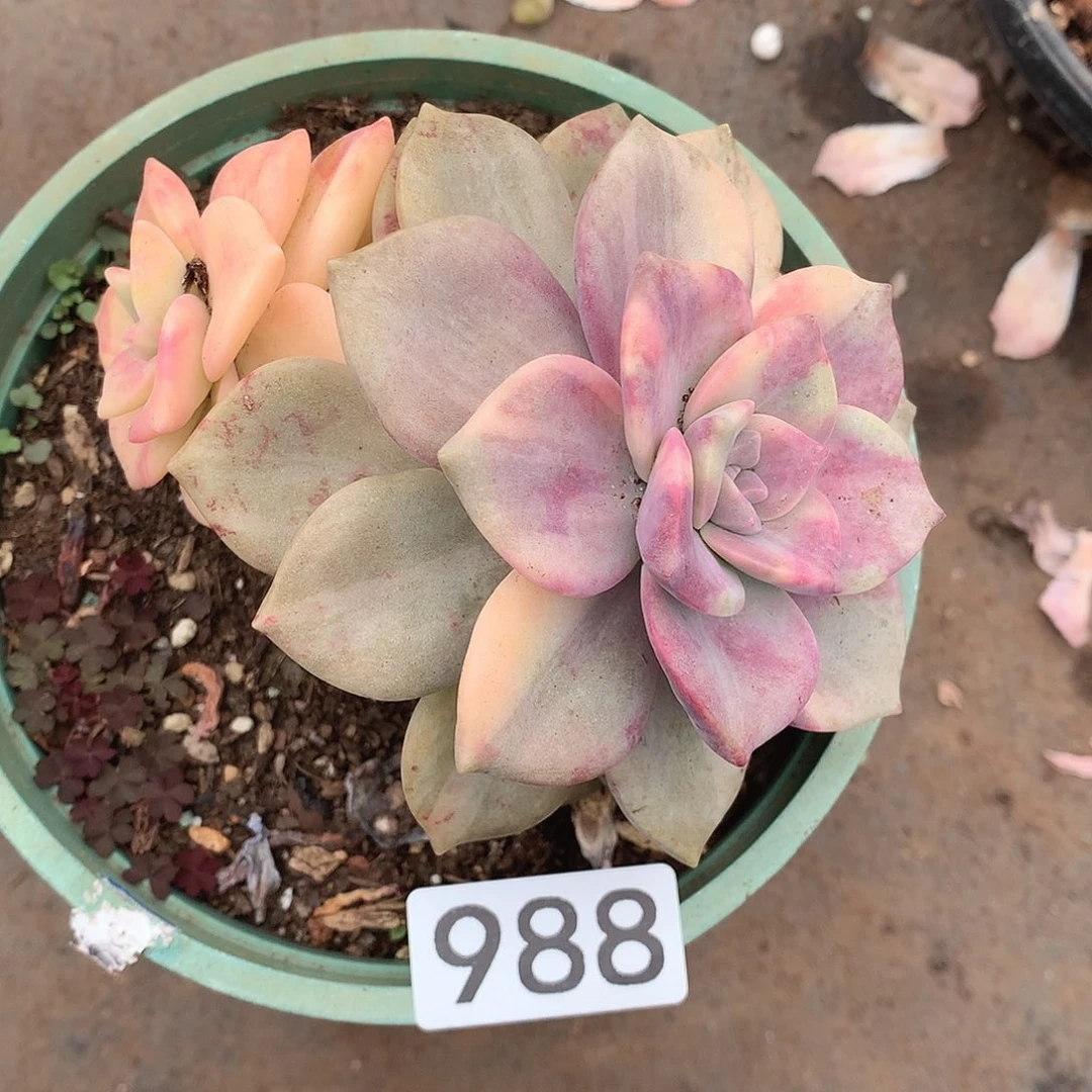 988紫乐锦一物一拍多肉