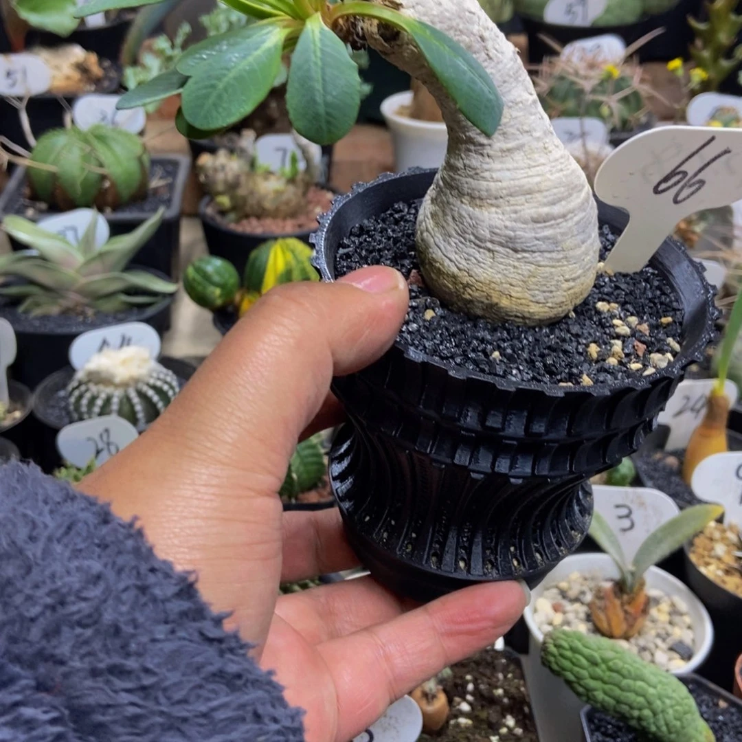 樱花大吉一物一拍