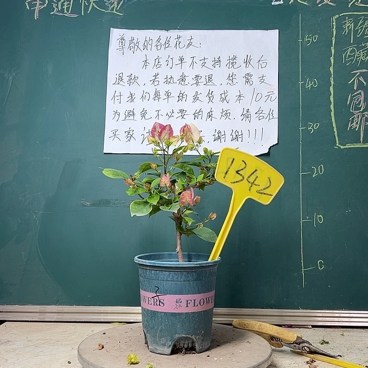 当前无花栽培后可以开花