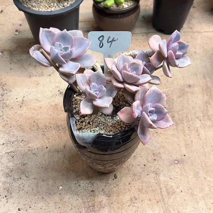 多肉植物，彩虹糖84号